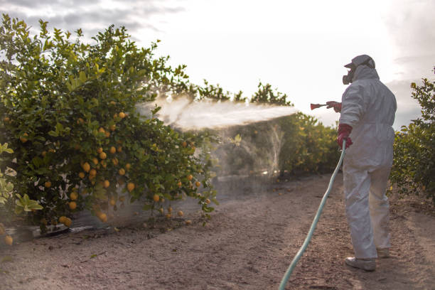 Best Rat Extermination Near Me  in Crest View Heights, NY