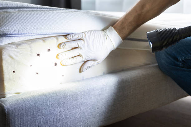 Best Mosquito Control Services  in Crest View Heights, NY