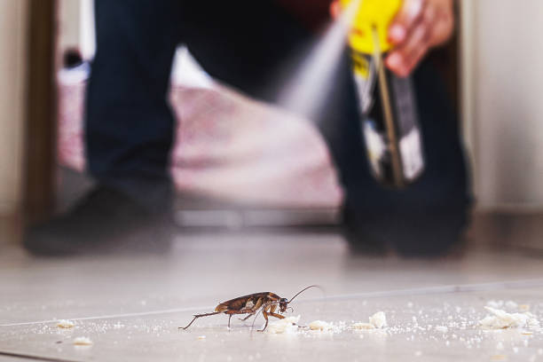 Best Exterminator Services  in Crest View Heights, NY